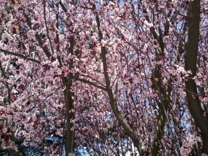 SJCcherryblossom